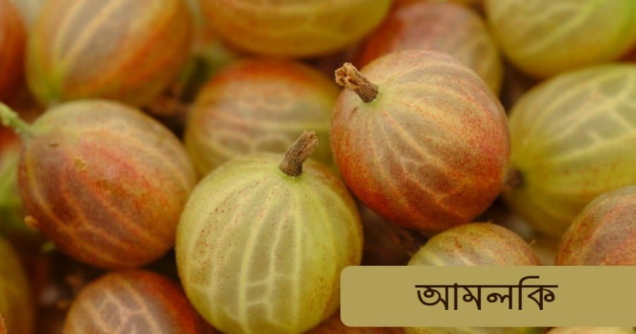 চুলে আমলকির ব্যবহার