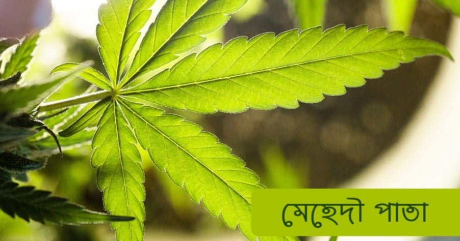 চুলে মেহেদী পাতার ব্যবহার